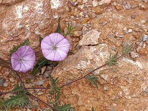 Convolvulus althaeoides (Convolvulaceae)  - Liseron fausse mauve - Mallow-leaved Bindweed Jaen [Espagne] 02/05/2018 - 710m