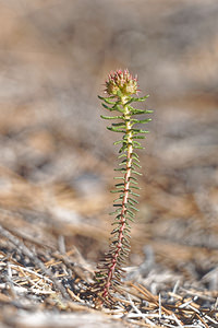 Coris monspeliensis Coris de Montpellier