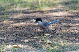 Cyanopica cyanus (Corvidae)  - Pie bleue El Condado [Espagne] 11/05/2018 - 40m