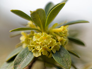 Daphne laureola Daphné lauréole, Laurier des bois Spurge-laurel