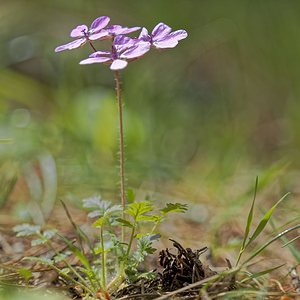 Erodium primulaceum Erodium primulacé