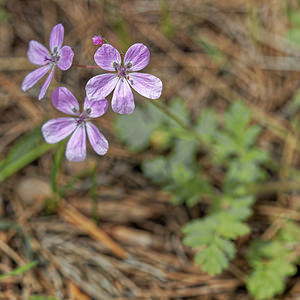 Erodium primulaceum (Geraniaceae)  - Erodium primulacé Jaen [Espagne] 02/05/2018 - 890m