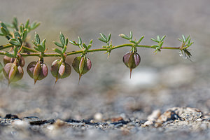 Fagonia cretica (Zygophyllaceae)  - Fagonie de Crête Almeria [Espagne] 03/05/2018 - 330m