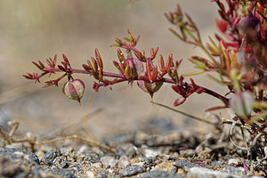 Fagonia cretica (Zygophyllaceae)  - Fagonie de Crête Almeria [Espagne] 03/05/2018 - 440m