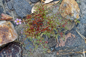 Fagonia cretica (Zygophyllaceae)  - Fagonie de Crête Almeria [Espagne] 04/05/2018 - 320m