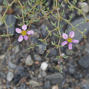 Fagonia cretica (Zygophyllaceae)  - Fagonie de Crête Almeria [Espagne] 04/05/2018 - 310m