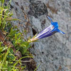 Gentiana acaulis (Gentianaceae)  - Gentiane acaule Asturies [Espagne] 21/05/2018 - 1060m