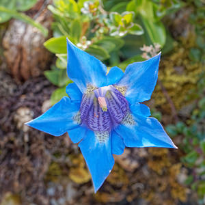 Gentiana acaulis (Gentianaceae)  - Gentiane acaule Asturies [Espagne] 21/05/2018 - 1060m