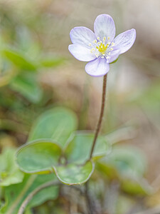 Hepatica nobilis (Ranunculaceae)  - Hépatique à trois lobes, Hépatique noble, Anémone hépatique - Liverleaf Asturies [Espagne] 21/05/2018 - 1130m