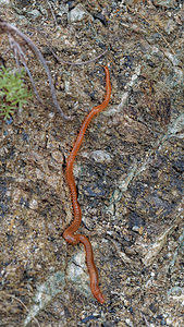 Himantarium europaeum (Himantariidae)  Serrania de Ronda [Espagne] 08/05/2018 - 1060m123 segments