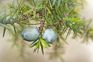Juniperus oxycedrus subsp. macrocarpa (Cupressaceae)  - Genévrier à gros fruits, Genévrier oxycèdre à gros fruits El Condado [Espagne] 11/05/2018 - 10m