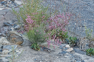 Limonium insigne (Plumbaginaceae)  - Limonium remarquable Almeria [Espagne] 03/05/2018 - 320m