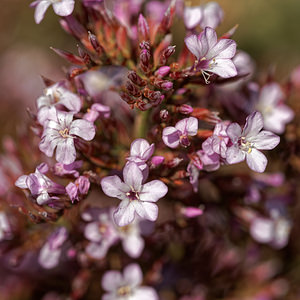 Limonium insigne (Plumbaginaceae)  - Limonium remarquable Almeria [Espagne] 05/05/2018 - 190m