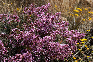 Limonium insigne (Plumbaginaceae)  - Limonium remarquable Almeria [Espagne] 05/05/2018 - 190m