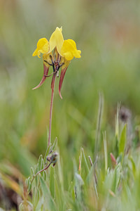 Linaria oblongifolia Linaire à feuilles oblongues