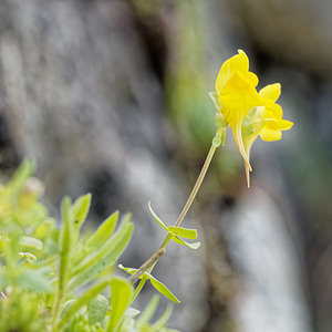 Linaria platycalyx (Plantaginaceae)  - Linaire à calice aplati Sierra de Cadix [Espagne] 08/05/2018 - 830m