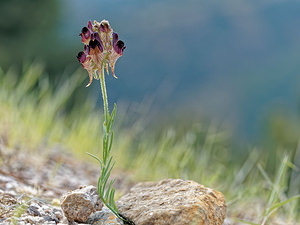 Linaria tristis (Plantaginaceae)  - Linaire triste Serrania de Ronda [Espagne] 08/05/2018 - 960m