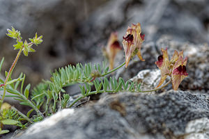 Linaria tristis (Plantaginaceae)  - Linaire triste Sierra de Cadix [Espagne] 08/05/2018 - 770m
