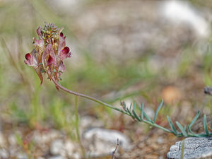 Linaria tristis (Plantaginaceae)  - Linaire triste Sierra de Cadix [Espagne] 09/05/2018 - 970m