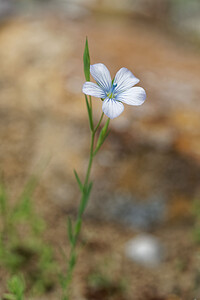 Linum usitatissimum subsp. angustifolium (Linaceae)  - Lin à feuilles étroites, Lin bisannuel - Pale Flax Serrania de Ronda [Espagne] 10/05/2018 - 410m