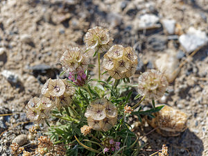 Lomelosia stellata (Caprifoliaceae)  - Lomélosie étoilée, Scabieuse étoilée Almeria [Espagne] 03/05/2018 - 440m