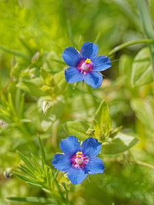 Lysimachia foemina Lysimaque bleue, Mouron femelle, Mouron bleu Blue Pimpernel