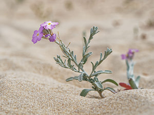 Malcolmia littorea (Brassicaceae)  - Giroflée des sables, Malcolmie des rivages El Condado [Espagne] 11/05/2018 - 10m