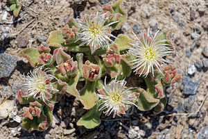 Mesembryanthemum crystallinum (Aizoaceae)  - Gros-pourpier - Common Iceplant Almeria [Espagne] 03/05/2018 - 390m