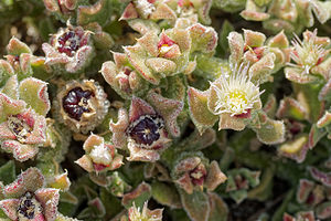 Mesembryanthemum crystallinum (Aizoaceae)  - Gros-pourpier - Common Iceplant Almeria [Espagne] 03/05/2018 - 390m