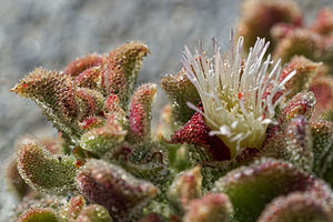 Mesembryanthemum crystallinum (Aizoaceae)  - Gros-pourpier - Common Iceplant Almeria [Espagne] 03/05/2018 - 390m