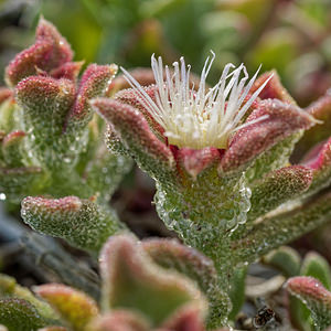 Mesembryanthemum crystallinum (Aizoaceae)  - Gros-pourpier - Common Iceplant Almeria [Espagne] 03/05/2018 - 390m