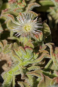 Mesembryanthemum crystallinum Gros-pourpier Common Iceplant