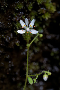 Micranthes clusii subsp lepismigena (Saxifragaceae)  Terra de Trives [Espagne] 19/05/2018 - 320m