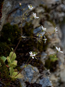 Micranthes clusii subsp lepismigena (Saxifragaceae)  Terra de Trives [Espagne] 19/05/2018 - 290m