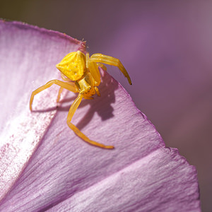 Misumena vatia (Thomisidae)  - Misumène variable Almeria [Espagne] 05/05/2018 - 40m