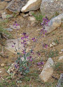 Moricandia moricanthioides (Brassicaceae)  - Moricandie fausse-moricandie Serrania de Ronda [Espagne] 07/05/2018 - 1290m