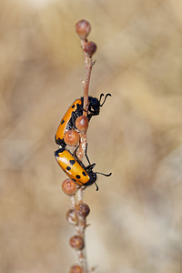 Mylabris quadripunctata (Meloidae)  - Mylabre à quatre points Almeria [Espagne] 04/05/2018 - 20m