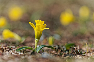 Narcissus jacetanus Narcisse de Jacétanie