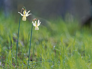 Narcissus triandrus (Amaryllidaceae)  - Narcisse à trois étamines - Angel's-tears Jaen [Espagne] 01/05/2018 - 1290m