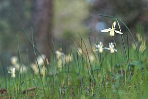 Narcissus triandrus (Amaryllidaceae)  - Narcisse à trois étamines - Angel's-tears Jaen [Espagne] 01/05/2018 - 1290m