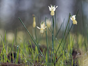 Narcissus triandrus (Amaryllidaceae)  - Narcisse à trois étamines - Angel's-tears Jaen [Espagne] 01/05/2018 - 1290m