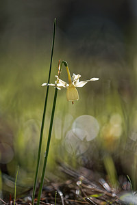 Narcissus triandrus (Amaryllidaceae)  - Narcisse à trois étamines - Angel's-tears Jaen [Espagne] 01/05/2018 - 1290m