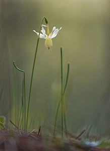 Narcissus triandrus (Amaryllidaceae)  - Narcisse à trois étamines - Angel's-tears Jaen [Espagne] 01/05/2018 - 1270m