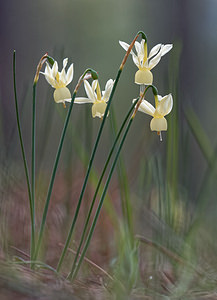 Narcissus triandrus (Amaryllidaceae)  - Narcisse à trois étamines - Angel's-tears Jaen [Espagne] 01/05/2018 - 1270m