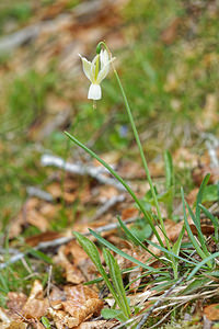 Narcissus triandrus (Amaryllidaceae)  - Narcisse à trois étamines - Angel's-tears Leon [Espagne] 21/05/2018 - 1290m