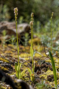 Neotinea maculata (Orchidaceae)  - Néotinée maculée, Orchis maculé - Dense-flowered Orchid Jaen [Espagne] 02/05/2018 - 730m