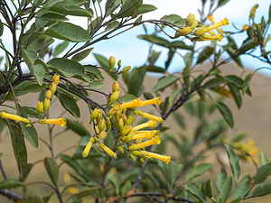 Nicotiana glauca (Solanaceae)  - Tabac glauque - Tree Tobacco Almeria [Espagne] 05/05/2018 - 360m