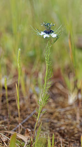 Nigella damascena (Ranunculaceae)  - Nigelle de Damas, Herbe de Capucin - Love-in-a-mist Lisbonne [Portugal] 13/05/2018 - 30m