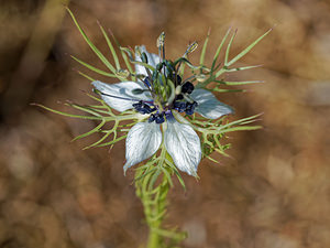 Nigella damascena (Ranunculaceae)  - Nigelle de Damas, Herbe de Capucin - Love-in-a-mist Lisbonne [Portugal] 13/05/2018 - 30m