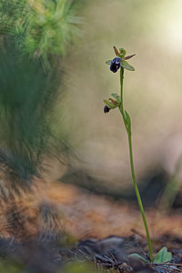 Ophrys dyris (Orchidaceae)  Jaen [Espagne] 02/05/2018 - 740m